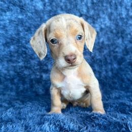 Isabella Dapple - Dapple male Dachshund puppy in George West, Texas from Rockin M Kennel