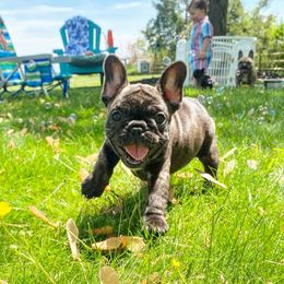 French Bulldogs from Pardon My Frenchie Puppies