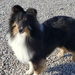 Tigger - Shetland Sheepdog