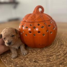 June - Apricot female Goldendoodle puppy in Feasterville, Pennsylvania from Taylor Doodles