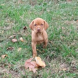 Girl 3 - Golden rust female Vizsla puppy in Linden, Michigan from Russell Tincher