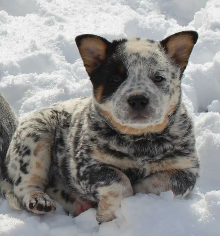 4 hills cheap cattle dogs