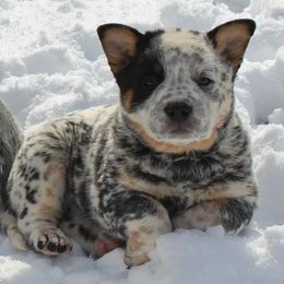 Australian Cattle Dog Puppies from 4 Hills Cattle Dogs
