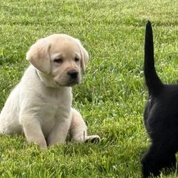 Boy 1 - Yellow male Labrador Retriever puppy in Medford, Oregon from Valley View English Labs