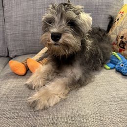 Boy 1 - male Miniature Schnauzer puppy in Hamden, Connecticut from Sweet and Spicy Miniature Schnauzers