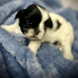 Meet Chip - Black and white male Shih Tzu puppy in Lake City, Florida from Tiger Valley Shih Tzus