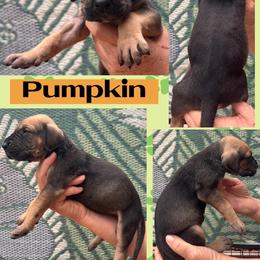 PUMPKIN - Fawn female Great Dane puppy in Wellsville, New York from Prophecy Danes