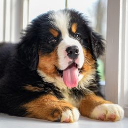 Bernese Mountain Dog, Golden Mountain Dog, and Golden Retriever Puppies from Canyon Meadows Farm