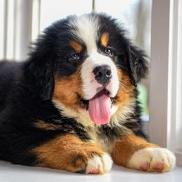 Bernese Mountain Dog, Golden Mountain Dog, and Golden Retriever Puppies from Canyon Meadows Farm