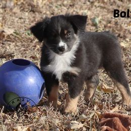Bolt - Black tri female Miniature Australian Shepherd puppy in Garden Plain, Kansas from Krazy K Aussies