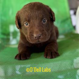 Hope - Chocolate female Labrador Retriever puppy in Sullivan, Missouri from O’Dell Labs