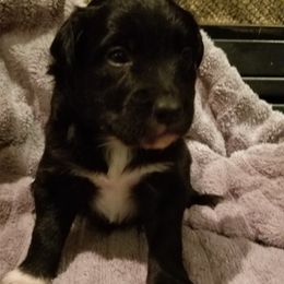 Australian Shepherd Puppies from Ash Ranch Aussies