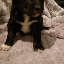 Australian Shepherd Puppies from Ash Ranch Aussies