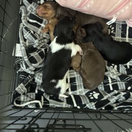 Dachshund Puppies from TS Dachshunds