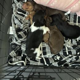 Dachshund Puppies from TS Dachshunds
