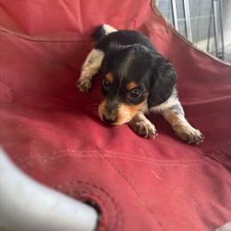 Chloe - Piebald female Dachshund puppy in Conroe, Texas from Dots Dachshunds
