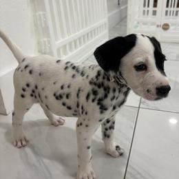 Dalmatian Puppies from Salermo’s farm
