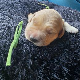 Planet - Green - Golden female Golden Retriever puppy in Lucasville, Ohio from Halo Kennels