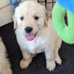 Golden Retriever Puppies from Sandy's Golden Pups