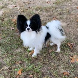 Eli - Papillon
