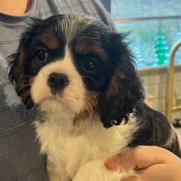 Girl - Tri-color female Cavalier King Charles Spaniel puppy in Little Rock, Arkansas from Montra Japanese Chin & Cavalier King Charles Spaniels