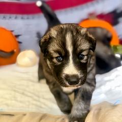 Native American Indian Dog Puppies from Turtle Island NAIDs