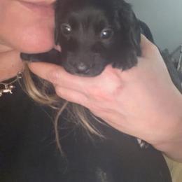 Nyx Full AKC Female 2 - Black female Dachshund puppy in Erie, Michigan from Champagne’s Grinch Toe’d Dachshunds