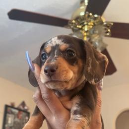 Dachshund Puppies from Jae’s Puppy House
