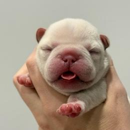 Luna - Cream female French Bulldog puppy in New Hampton, New Hampshire from Kismet French Bulldogs