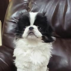 Cam - Tricolors male French Bulldog puppy in Salem, Oregon from Chinnychinchinofsalem