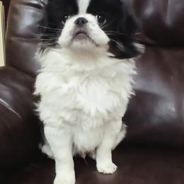 Cam - Tricolors male French Bulldog puppy in Salem, Oregon from Chinnychinchinofsalem