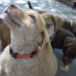 Tigger - Sedge male Chesapeake Bay Retriever puppy in Soap Lake, Washington from Desert Oasis Kennels