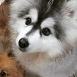 Pomeranians and Pomskies from The Pomsky Palace