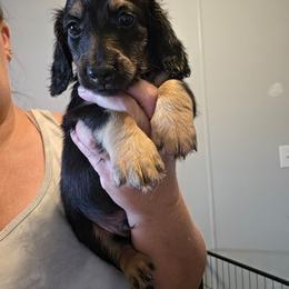 Hoyt - Black and cream male Dachshund puppy in El Paso, Texas from Mells Weenies