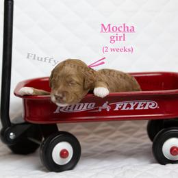 Mocha  PINK COLLAR girl  3500 - Red  female Goldendoodle puppy in Corona, California from Fluffy Puppy Mini Doodles LLC