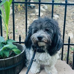 Ember - Havanese