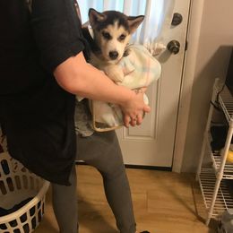 Siberian Husky Puppies from Blue Moon Siberian Husky Haven