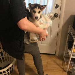 Siberian Husky Puppies from Blue Moon Siberian Husky Haven