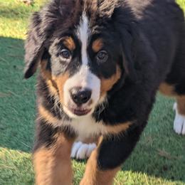 Brown - Black rust and white Bernese Mountain Dog puppy in Connecticut from Campany Berners
