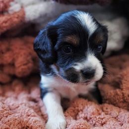 Ronald Weasley - Tri-color male Cavapoo puppy in Battle Lake, Minnesota from Panda Puppies