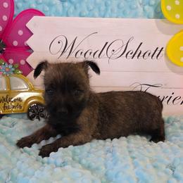 Mr Blue - Red brindle male Cairn Terrier puppy in Savannah, Missouri from WoodSchott Cairn Terriers