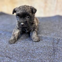 Poppy - Brindle female Cairn Terrier puppy in Mountain Grove, Missouri from CreekTop