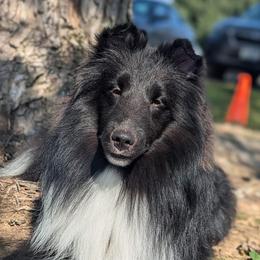 Caliban - Shetland Sheepdog