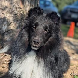 Caliban - Shetland Sheepdog