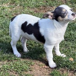 Danny CKC he's ready to go home today - Blue and white male Chihuahua puppy in Amity, Pennsylvania from Rhoda and Verna