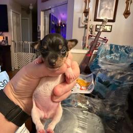Baby A1A - White black and tan female Toy Fox Terrier puppy in Clermont, Florida from Debbie Hiles's Toy Fox Terriers