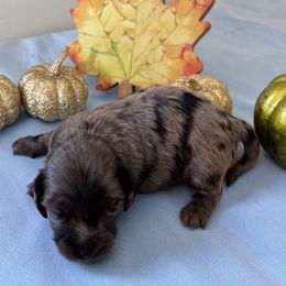 Duke - Dapple male Dachshund puppy in Great Falls, Montana from Dawn's designerDachshunds