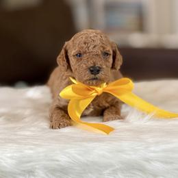 Redbud - Apricot male Poodle puppy in Salem, Oregon from Lavish Poodles