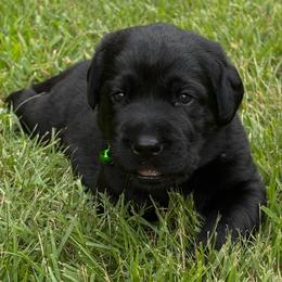 River - Black female Labrador Retriever puppy in Taylors, South Carolina from Spring Water Labs of the Carolinas
