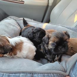 Shih Tzu Puppies from Chimera Shih Tzu
